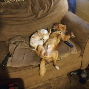 Meet your Posher, Dan